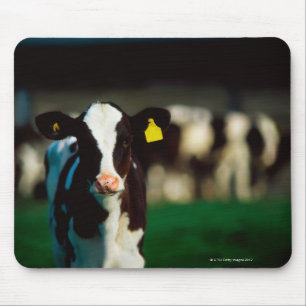 Holsteinerkalb Mousepad