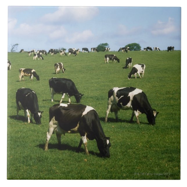 Holsteinervieh, Irland Fliese (Vorderseite)