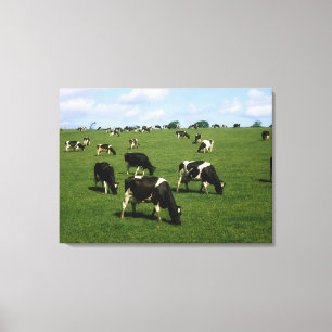 Holsteinervieh, Irland Leinwanddruck
