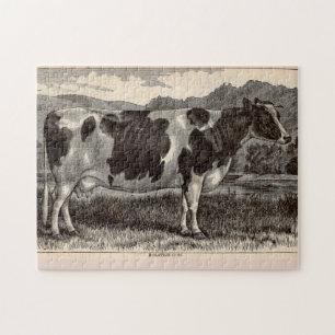 Holsteinkuh aus dem 19. Jahrhundert