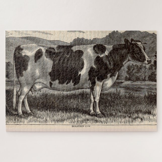 Holsteinkuh aus dem 19. Jahrhundert (Horizontal)