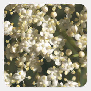 HolunderbeerBlumen (Sambucus Nigra) Quadratischer Aufkleber