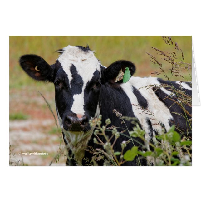 Holy Cow! It's a Holstein Friesian! (Vorderseite (Horizontal))