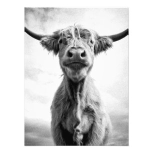 Holy Cow Mesotint Art Fotografy Fotodruck