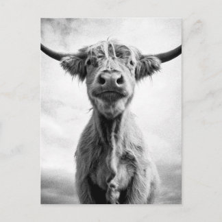 Holy Cow Mesotint Art Fotografy Postkarte