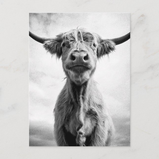 Holy Cow Mesotint Art Fotografy Postkarte (Vorderseite)