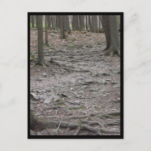 Holz ~ 29 postkarte