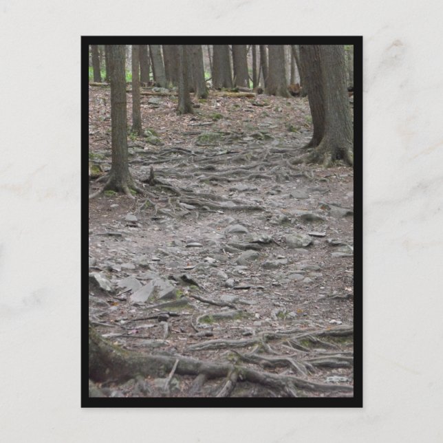 Holz ~ 29 postkarte (Vorderseite)