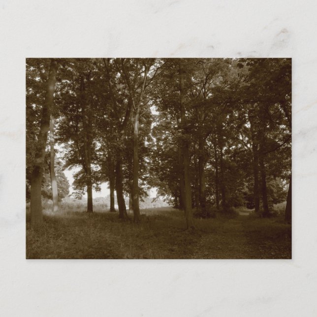 Holz, Bute Park Cardiff - Sepia toniert Postkarte (Vorderseite)