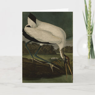 Holz Ibiss (Ibis, Stork): Audubon Birds of America Karte