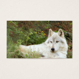Holz oder Grauwolf