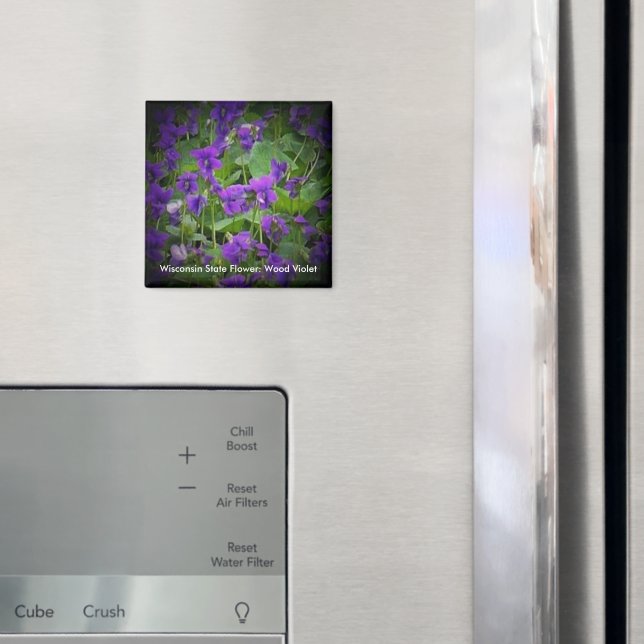 Holz Violet in Spotlight Wisconsin Staat Blume Magnet (In Situ (Kühlschrank))