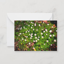 Holzanemon, hübsche Blume Mitteilungskarte