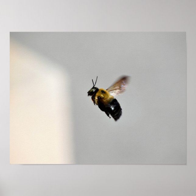 Holzbiene im Flug Poster (Vorne)