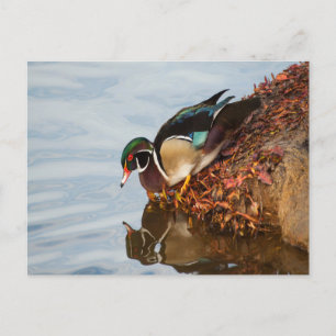 Holzente am Ufer Postkarte