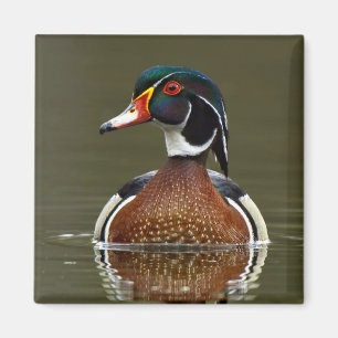 Holzente auf Wasser Magnet