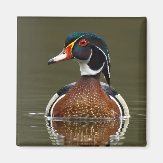 Holzente auf Wasser Magnet (Vorne)