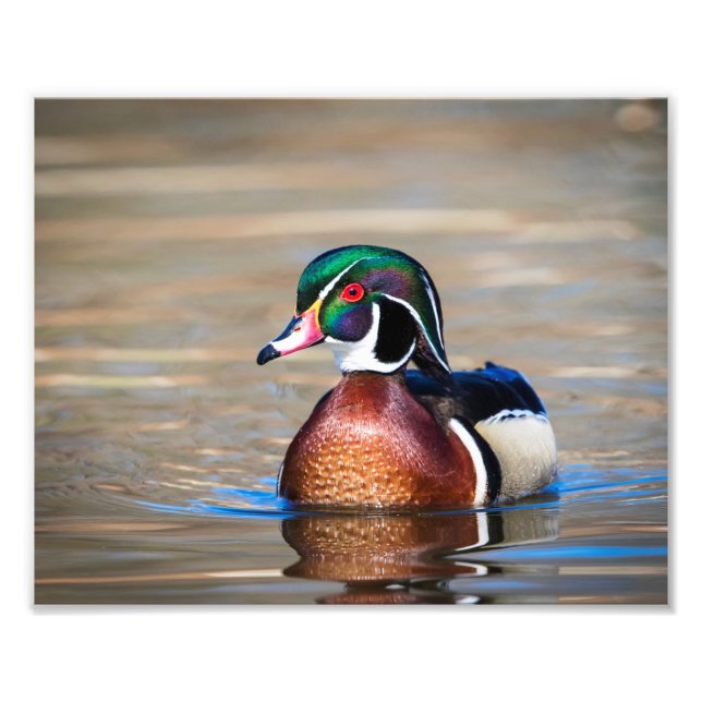 Holzente in einem Teich Fotodruck (Vorne)