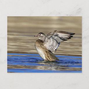 Holzente klopft ihre Flügel Postkarte