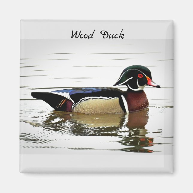 Holzente (männlich) magnet (Vorne)