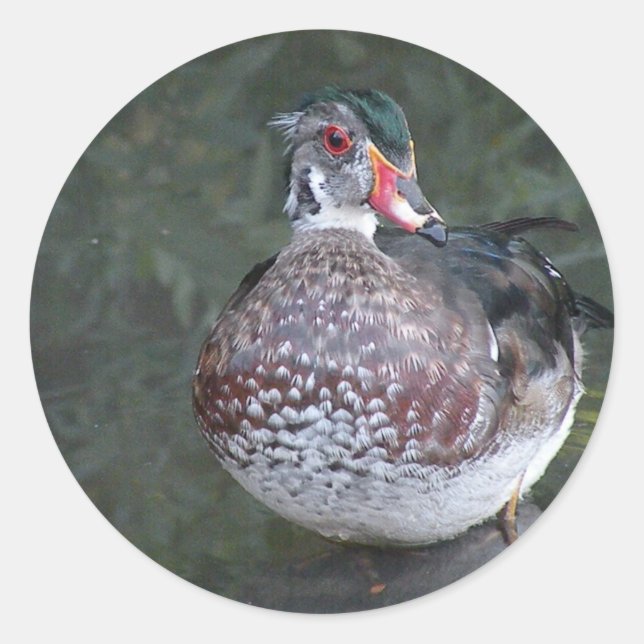 Holzente Runder Aufkleber (Vorderseite)