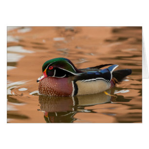 Holzente schwimmt im Wasser