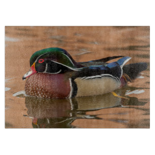 Holzente schwimmt im Wasser Schneidebrett