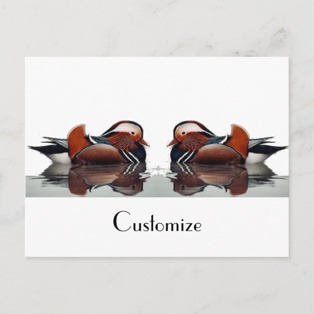Holzente Thunder_Cove Postkarte (Vorderseite)