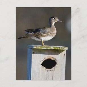 Holzente Weibchen auf Nistkasten im Feuchtgebiet Postkarte