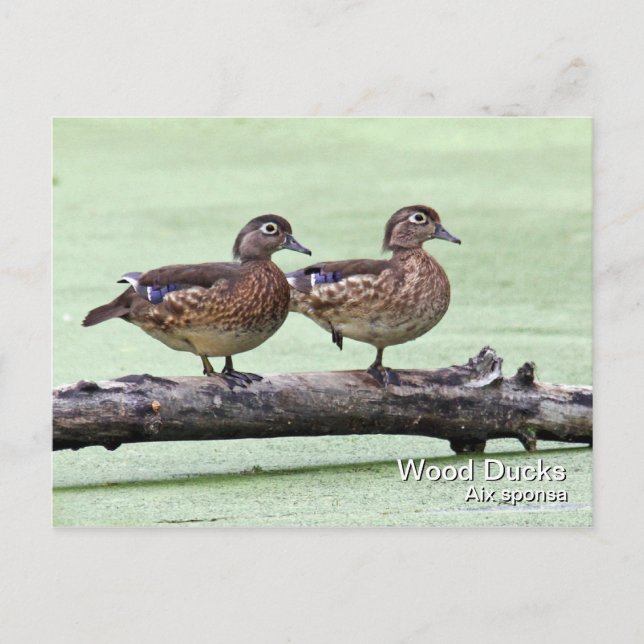 Holzente (weiblich) Postkarte (Vorderseite)
