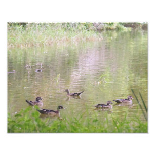Holzenten beim Sozialisieren Fotodruck