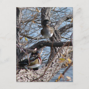 Holzenten in einem Baum Postkarte