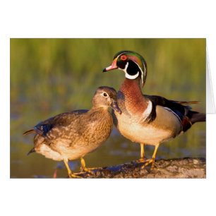Holzenten und Weibchen auf einem Baumstamm im Feuc