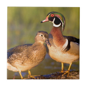 Holzenten und Weibchen auf einem Baumstamm im Feuc Fliese