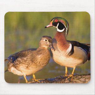 Holzenten und Weibchen auf einem Baumstamm im Feuc Mousepad