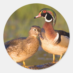 Holzenten und Weibchen auf einem Baumstamm im Feuc Runder Aufkleber