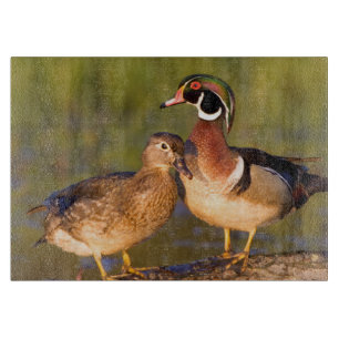 Holzenten und Weibchen auf einem Baumstamm im Feuc Schneidebrett