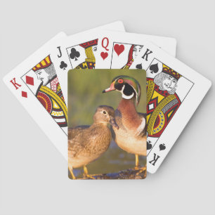 Holzenten und Weibchen auf einem Baumstamm im Feuc Spielkarten