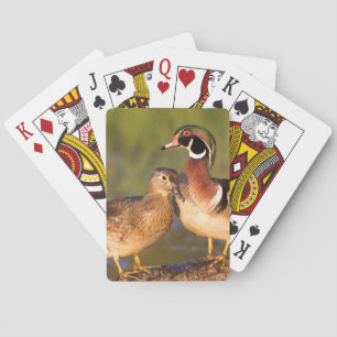 Holzenten und Weibchen auf einem Baumstamm im Feuc Spielkarten