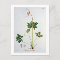 Hölzerne Anemone von "Phytographie Medicale" durch