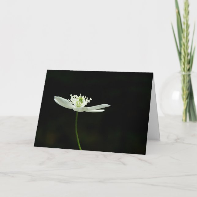 Hölzerne Anenome Wildblume-Gruß-Karte Karte (Vorderseite)