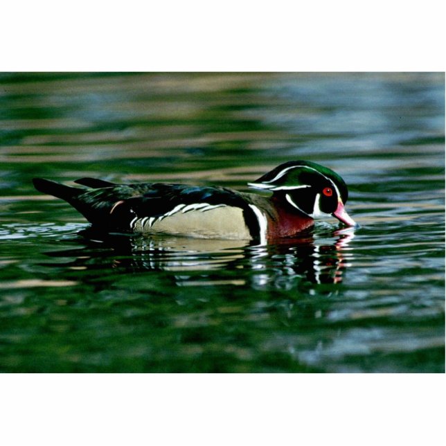 Hölzerne Ente (Drake) Freistehende Fotoskulptur (Vorne)
