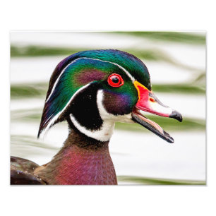 Hölzerne Ente Fotodruck