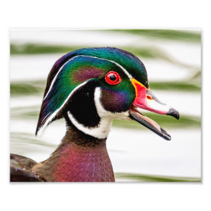 Hölzerne Ente Fotodruck