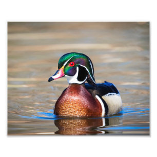 Hölzerne Ente in einem Teich Fotodruck