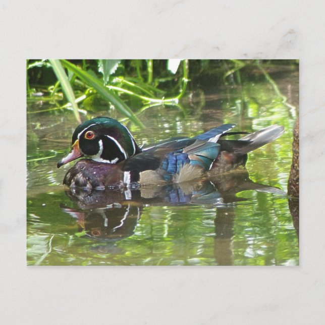 hölzerne Ente Postkarte (Vorderseite)