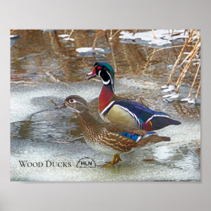 Hölzerne Enten auf Muskegon Fluss Poster