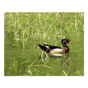 Hölzerne Enten-Drake-Foto-Druck Fotodruck