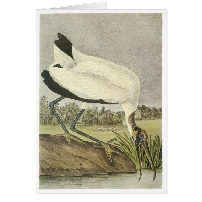 Hölzerner Storch, John Audubon (Vorne)