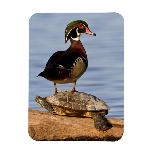 Hölzernmännchen stehend auf Red Oared Slider Magnet (Vertikal)